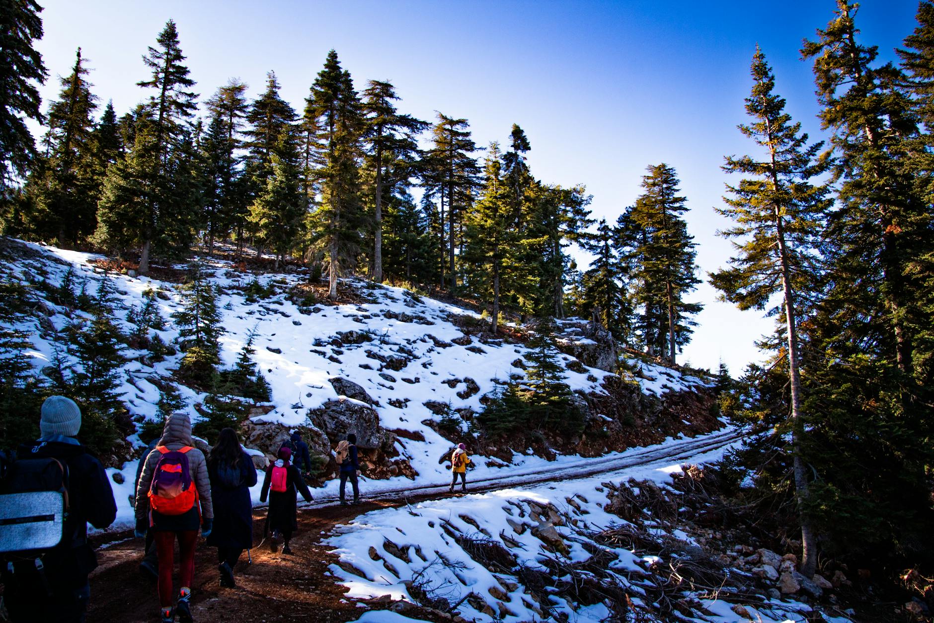 outdoor winter hike through snowy pine forest